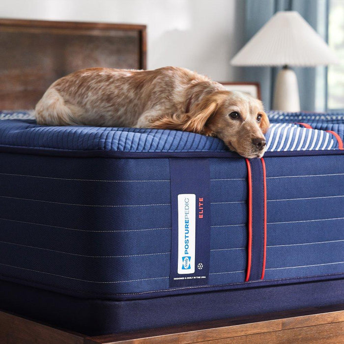 Albany II Spring Mattress - Atchison Furniture Company (Atchison, KS)