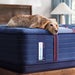 Albany II Spring Mattress - Atchison Furniture Company (Atchison, KS)